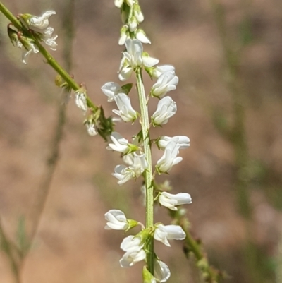 Melilotus albus (Bokhara) at Molonglo Valley, ACT - 17 Jan 2021 by tpreston