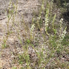 Melilotus albus at Molonglo River Reserve - 17 Jan 2021