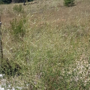 Melilotus albus at Molonglo River Reserve - 17 Jan 2021