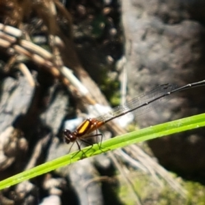 Nososticta solida at Molonglo River Reserve - 17 Jan 2021