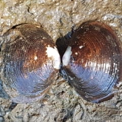 Hyriidae sp. (family) (Freshwater Mussels) at Molonglo River Reserve - 17 Jan 2021 by trevorpreston