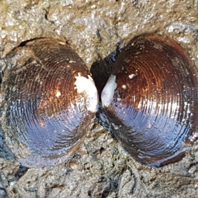 Hyriidae sp. (family) (Freshwater Mussels) at Denman Prospect, ACT - 17 Jan 2021 by tpreston
