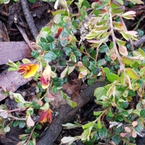 Bossiaea buxifolia at Majura, ACT - 20 Sep 2020