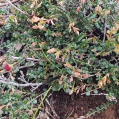 Bossiaea buxifolia at Majura, ACT - 20 Sep 2020 02:30 PM