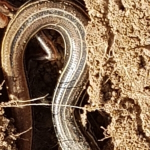 Ctenotus robustus at Majura, ACT - 20 Sep 2020