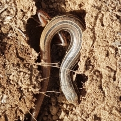 Ctenotus robustus at Majura, ACT - 20 Sep 2020