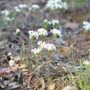 Pimelea linifolia at Yass River, NSW - 6 Nov 2020