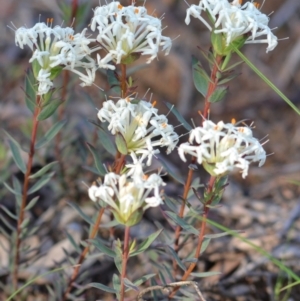 Pimelea linifolia at Yass River, NSW - 6 Nov 2020