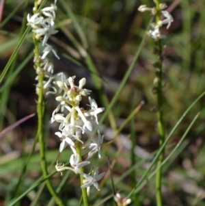 Stackhousia monogyna at Yass River, NSW - 31 Oct 2020