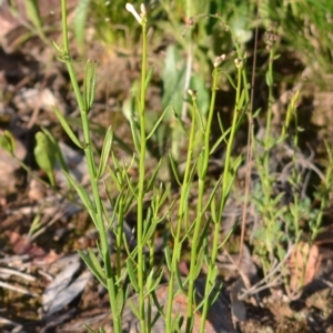 Stackhousia monogyna at Yass River, NSW - 31 Oct 2020