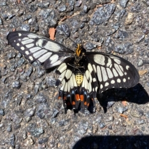 Papilio anactus at Wanniassa, ACT - 17 Jan 2021