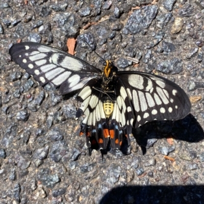 Papilio anactus (Dainty Swallowtail) at Wanniassa, ACT - 17 Jan 2021 by Jenjen