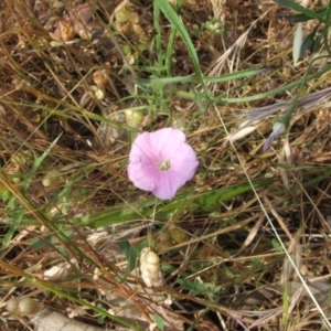 Convolvulus angustissimus subsp. angustissimus at Nangus, NSW - 22 Nov 2005