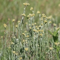 Pseudognaphalium luteoalbum (Jersey Cudweed) at Wodonga, VIC - 17 Jan 2021 by KylieWaldon