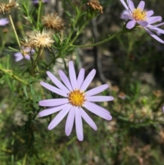 Olearia tenuifolia (Narrow-leaved Daisybush) at Paddys River, ACT - 16 Jan 2021 by WalterEgo