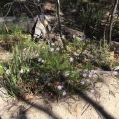 Olearia tenuifolia at Paddys River, ACT - 17 Jan 2021