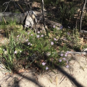 Olearia tenuifolia at Paddys River, ACT - 17 Jan 2021