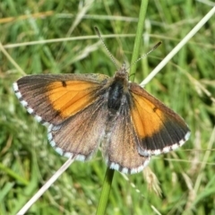 Lucia limbaria (Chequered Copper) at Jacka, ACT - 17 Jan 2021 by HarveyPerkins