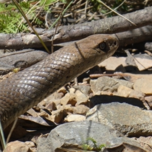 Pseudonaja textilis at Cotter River, ACT - 17 Jan 2021 03:00 PM