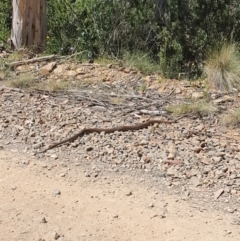 Pseudonaja textilis at Cotter River, ACT - 17 Jan 2021 03:00 PM