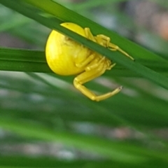 Thomisus spectabilis (Spectacular Crab Spider) at Griffith, ACT - 17 Jan 2021 by SRoss