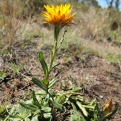 Xerochrysum subundulatum (Alpine Everlasting) at Cotter River, ACT - 16 Jan 2021 by jmcleod