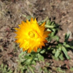 Xerochrysum subundulatum at Cotter River, ACT - 17 Jan 2021 10:19 AM