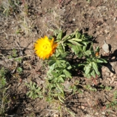 Xerochrysum subundulatum at Cotter River, ACT - 17 Jan 2021 10:19 AM