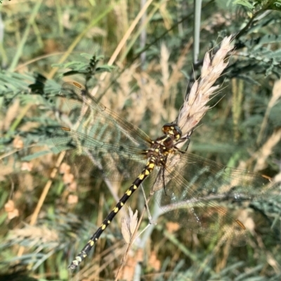 Synthemis eustalacta (Swamp Tigertail) at Murrumbateman, NSW - 17 Jan 2021 by SimoneC