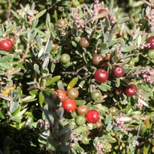 Acrothamnus hookeri at Cotter River, ACT - 17 Jan 2021