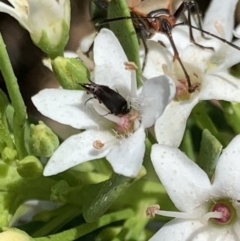 Mordellidae (family) at Murrumbateman, NSW - 17 Jan 2021