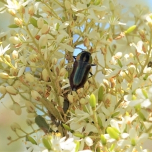 Selagis caloptera at Red Hill, ACT - 10 Jan 2021