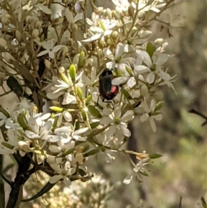 Selagis caloptera at Red Hill, ACT - 10 Jan 2021