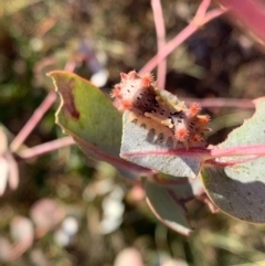 Doratifera vulnerans (Mottled Cup Moth) at Murrumbateman, NSW - 17 Jan 2021 by SimoneC