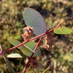 Doratifera vulnerans at Murrumbateman, NSW - 17 Jan 2021