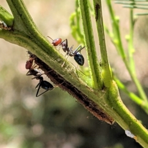 Jalmenus ictinus at Deakin, ACT - 17 Jan 2021