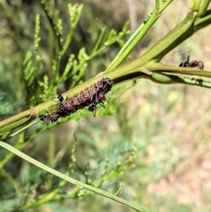 Jalmenus ictinus at Deakin, ACT - 17 Jan 2021