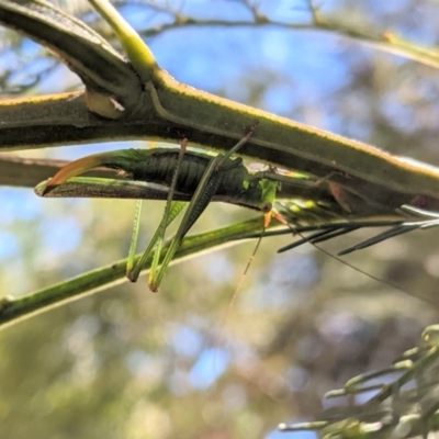 Conocephalomima barameda (False Meadow Katydid, Barameda) at Deakin, ACT - 17 Jan 2021 by JackyF