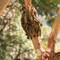 Pergidae sp. (family) (Unidentified Sawfly) at Deakin, ACT - 17 Jan 2021 by JackyF