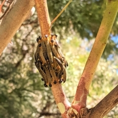 Pergidae sp. (family) at Deakin, ACT - 17 Jan 2021