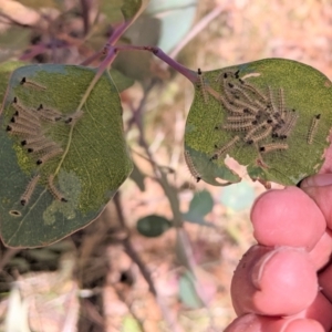 Uraba lugens at Deakin, ACT - 17 Jan 2021