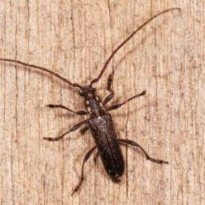 Strongylurus ceresioides at Melba, ACT - 4 Jan 2021