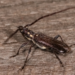 Strongylurus ceresioides at Melba, ACT - 4 Jan 2021