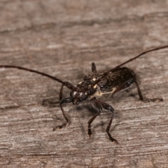 Strongylurus ceresioides at Melba, ACT - 4 Jan 2021