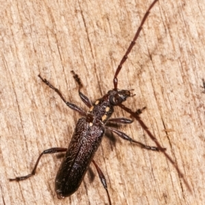 Strongylurus ceresioides at Melba, ACT - 4 Jan 2021