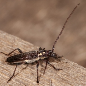 Strongylurus ceresioides at Melba, ACT - 4 Jan 2021