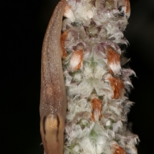 Ambigolimax nyctelia at Melba, ACT - 4 Jan 2021