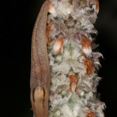 Ambigolimax sp. (valentius and waterstoni) (Striped Field Slug) at Melba, ACT - 4 Jan 2021 by kasiaaus