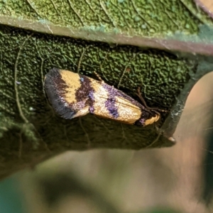 Olbonoma triptycha at Deakin, ACT - 17 Jan 2021