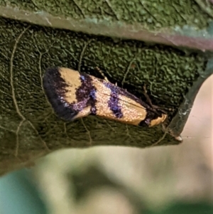 Olbonoma triptycha at Deakin, ACT - 17 Jan 2021